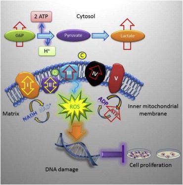 TRAP-1 knockout mice have reduced age-associated pathologies.  Loss of TRAP-1 upregulates oxidative phosphorylation and glycolysis transcriptomes.  TRAP-1-deleted cells have deregulated mitochondrial respiration and enhanced glycolysis.  TRAP-1 deletion induces oxidative stress, DNA damage, and reduced cell proliferation.  Deletion of the Mitochondrial Chaperone TRAP-1 Uncovers Global Reprogramming of Metabolic Networks.  Altieri et al 2014.