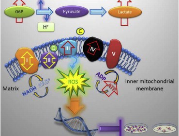 TRAP-1 knockout mice have reduced age-associated pathologies.  Loss of TRAP-1 upregulates oxidative phosphorylation and glycolysis transcriptomes.  TRAP-1-deleted cells have deregulated mitochondrial respiration and enhanced glycolysis.  TRAP-1 deletion induces oxidative stress, DNA damage, and reduced cell proliferation.  Deletion of the Mitochondrial Chaperone TRAP-1 Uncovers Global Reprogramming of Metabolic Networks.  Altieri et al 2014.