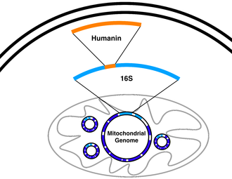 New mitochondrially-derived peptides show what they can do