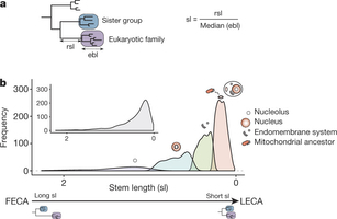 Stem length analysis.