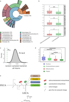 Analysis of the cyanobacterial signal in primary plastid-bearing eukaryotes.