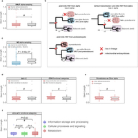 Evaluation of alternative HGT scenarios and other potential biases.