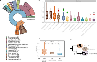LECA inference and Lokiarchaeota.