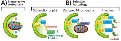 Nichtselektive and selektive Autophagocytose