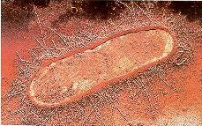 Coli-Bakterien - Klicken zum Vergr��ern