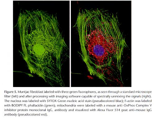Fluorescence Image of nucleus, F-actin und mitochondria 