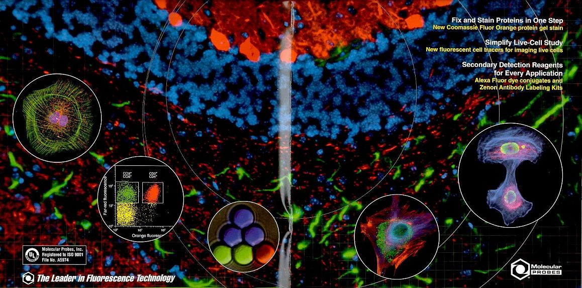 Fluorescence labeling of various cells